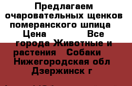 Предлагаем очаровательных щенков померанского шпица › Цена ­ 15 000 - Все города Животные и растения » Собаки   . Нижегородская обл.,Дзержинск г.